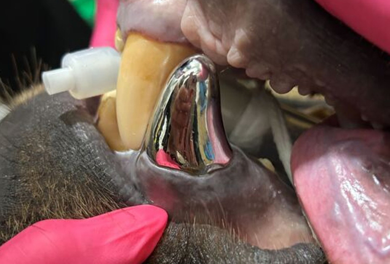 Intervento orso bruno dell'Alaska