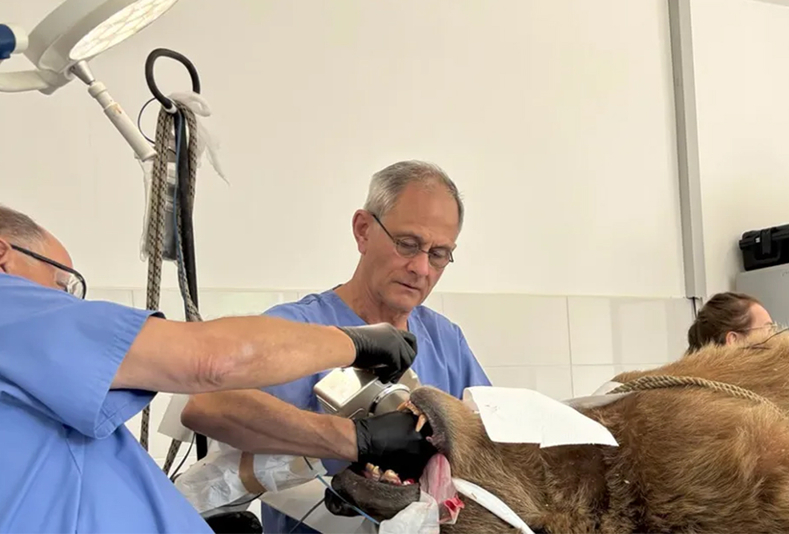 intervento su un orso