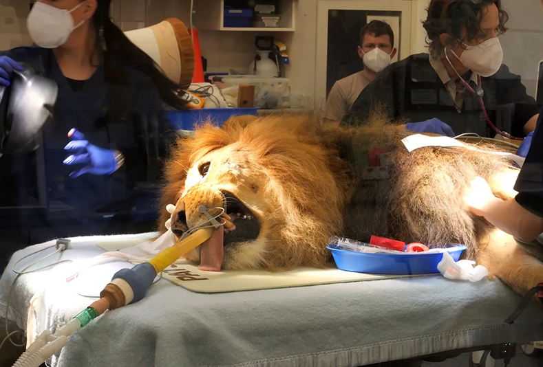 Zuberi, il leone dello zoo di Melburne