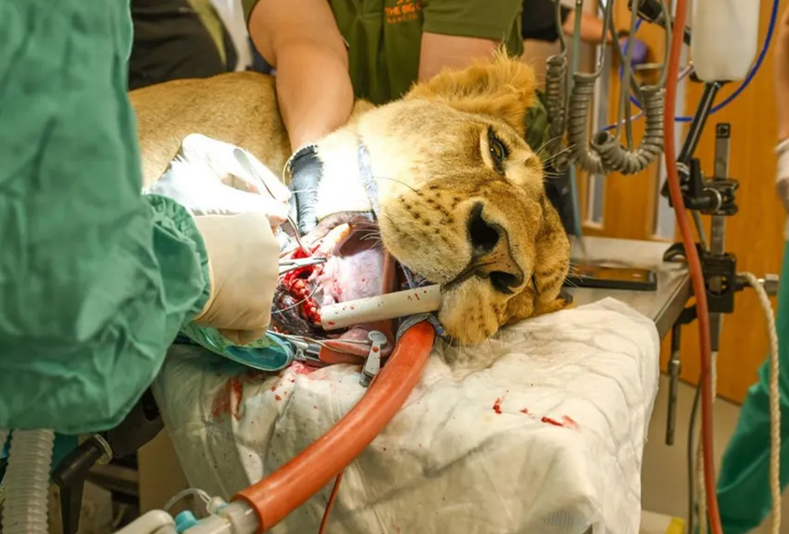 Leonessa Lira sottoposta ad intervento per rimuovere canino infetto