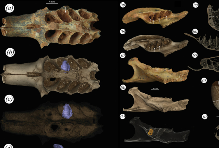 Nidi di api scoperti nei denti fossili