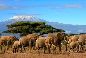 UNIDI al fianco di ICE nella prossima missione imprenditoriale in Africa 