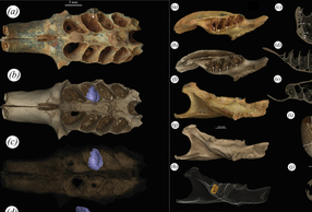 Nidi di api scoperti nei denti fossili