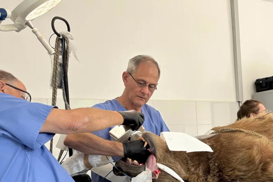 intervento su un orso