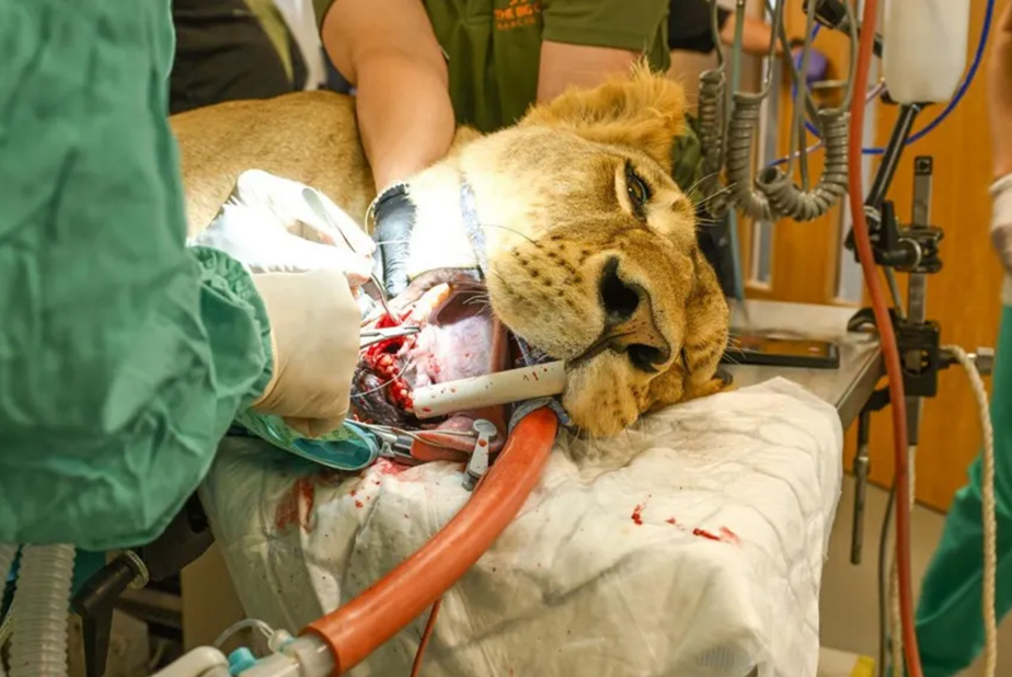 Leonessa Lira sottoposta ad intervento per rimuovere canino infetto