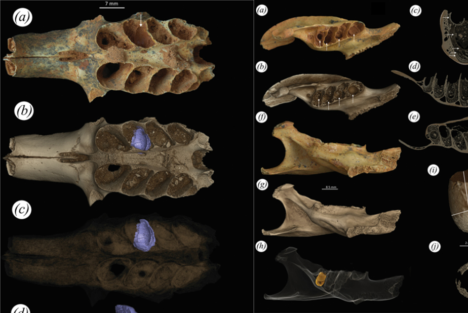 Nidi di api scoperti nei denti fossili